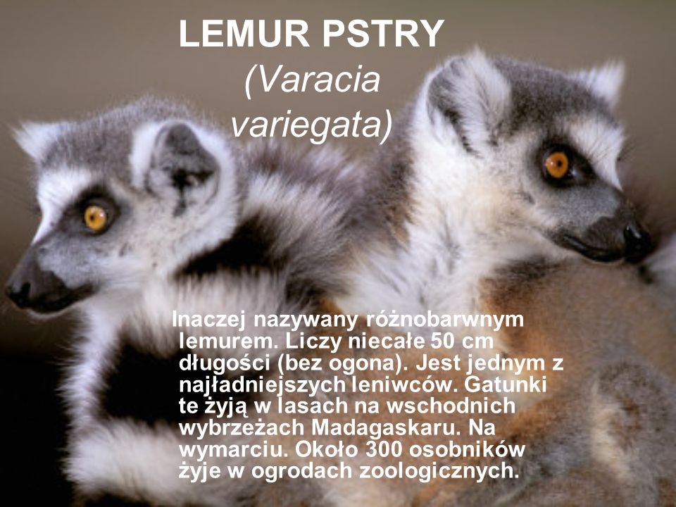 LEMUR PSTRY (Varacia variegata)