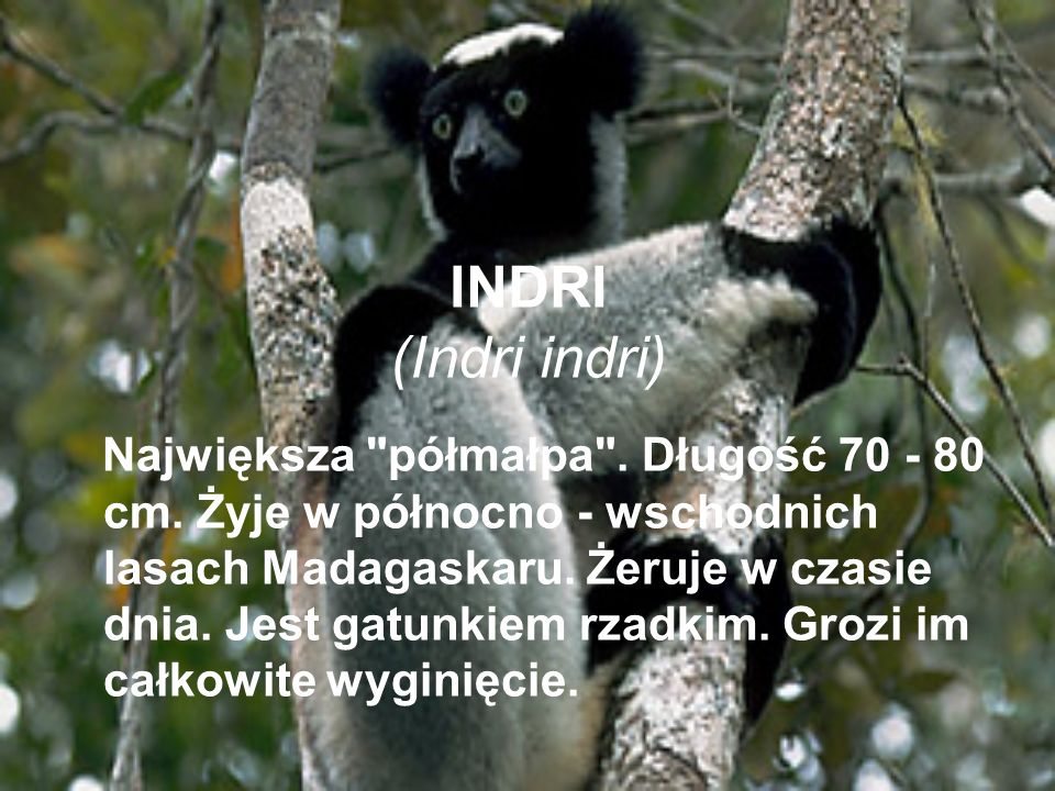 INDRI (Indri indri)