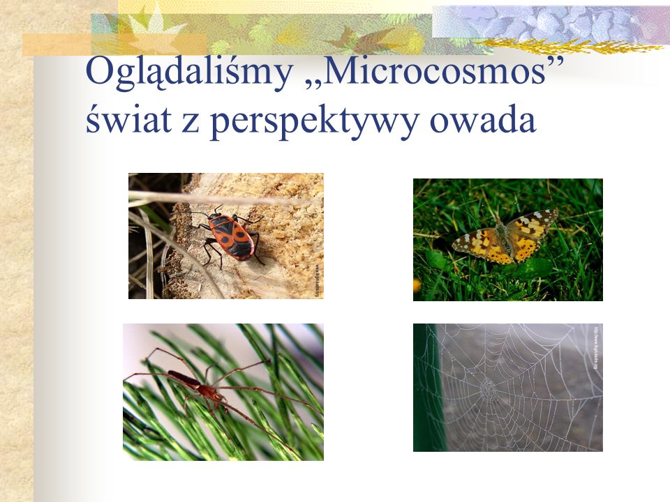 Oglądaliśmy „Microcosmos świat z perspektywy owada