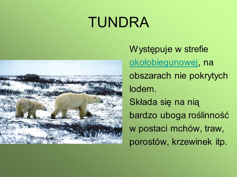TUNDRA Występuje w strefie okołobiegunowej, na obszarach nie pokrytych