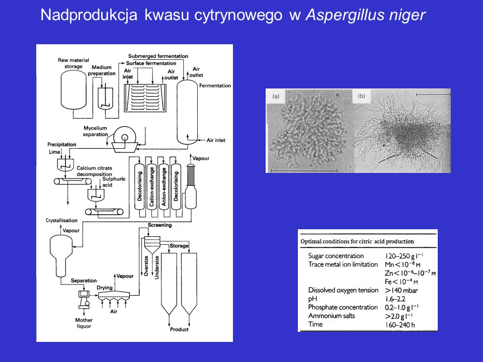 Nadprodukcja kwasu cytrynowego w Aspergillus niger