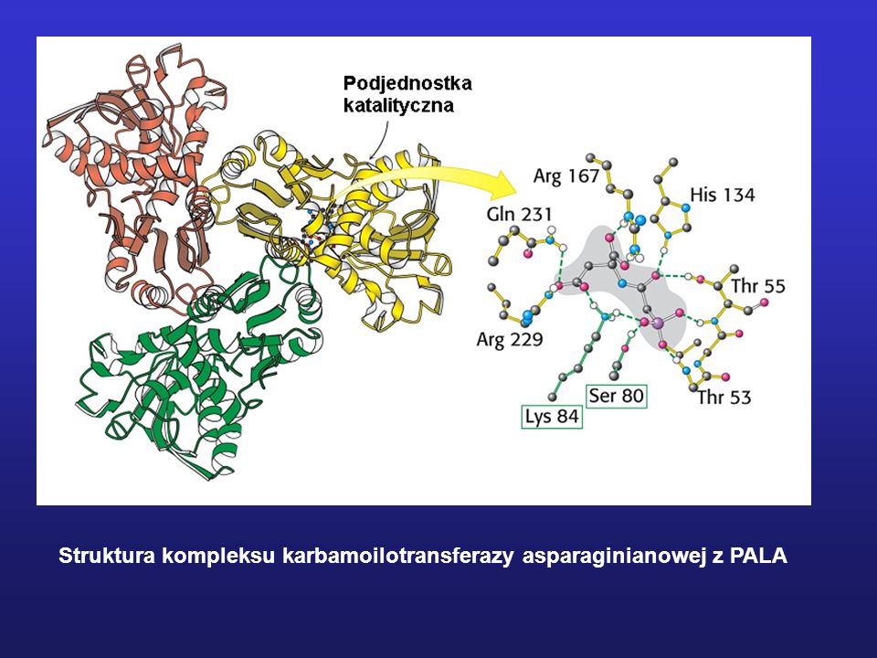 Struktura kompleksu karbamoilotransferazy asparaginianowej z PALA