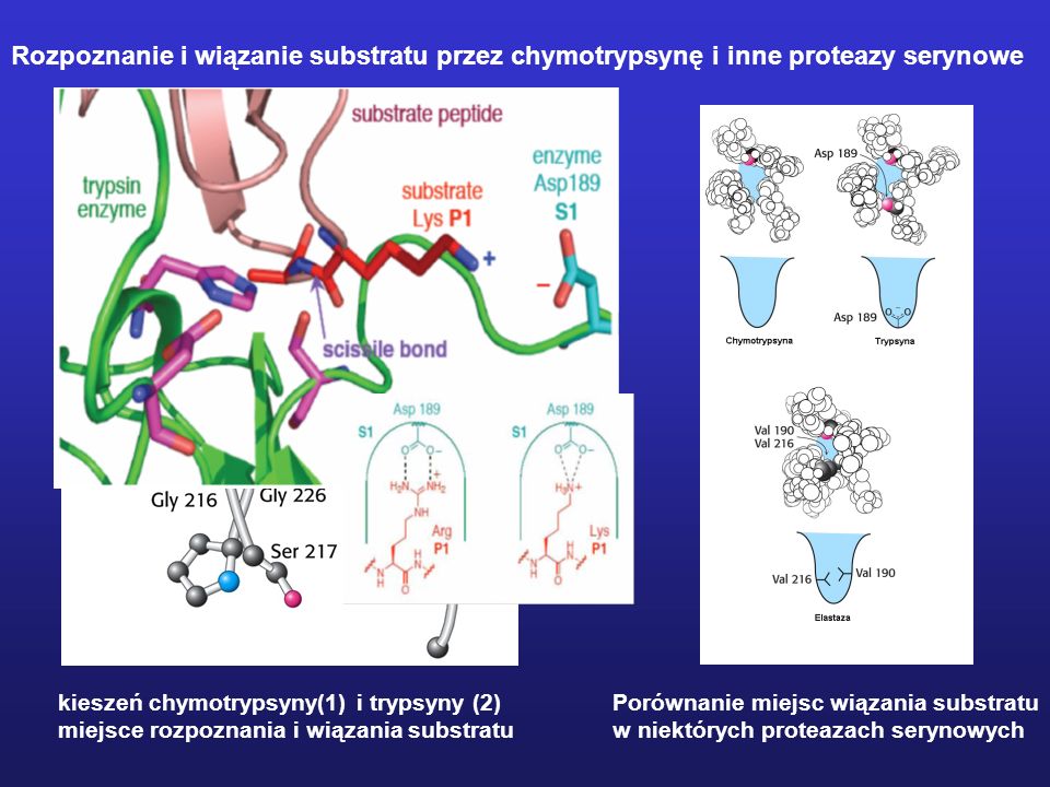 Rozpoznanie i wiązanie substratu przez chymotrypsynę i inne proteazy serynowe