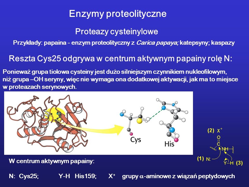 Enzymy proteolityczne