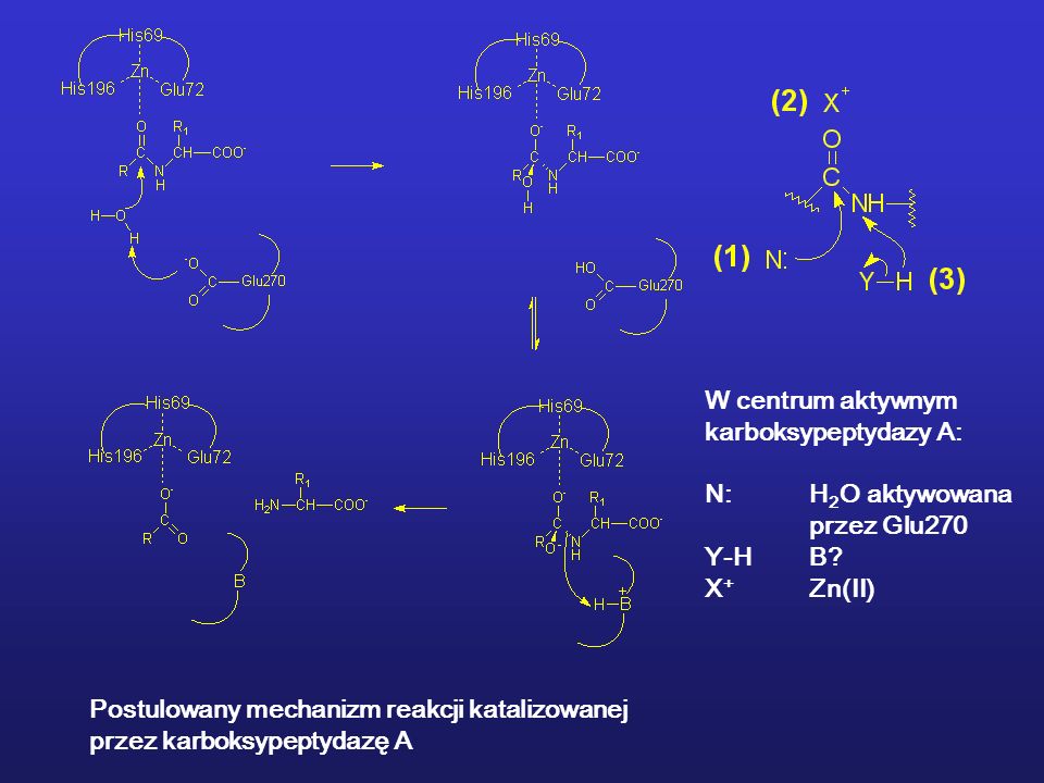 W centrum aktywnym karboksypeptydazy A: N: H2O aktywowana. przez Glu270. Y-H B X+ Zn(II) Postulowany mechanizm reakcji katalizowanej.