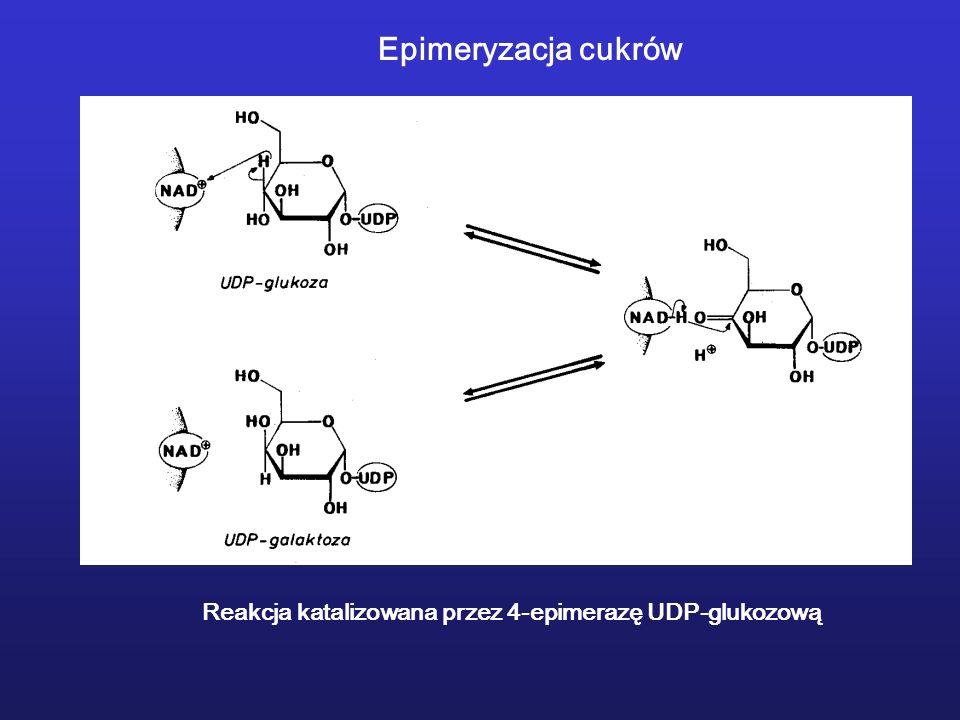Epimeryzacja cukrów Reakcja katalizowana przez 4-epimerazę UDP-glukozową