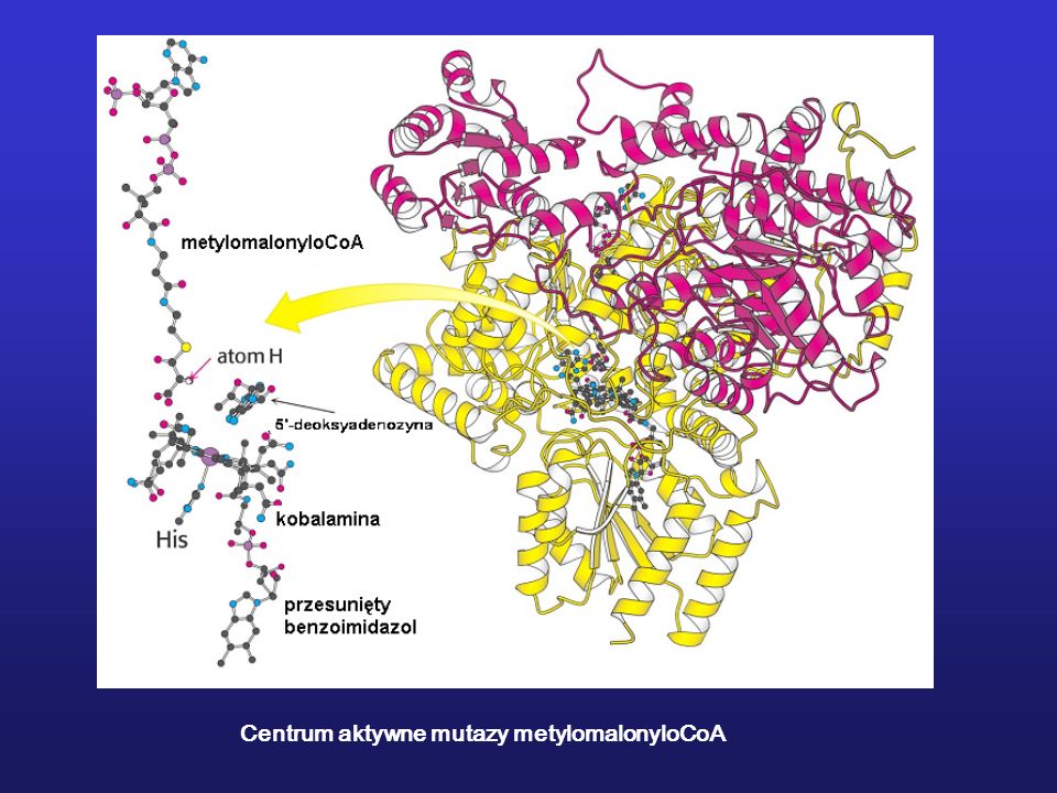 Centrum aktywne mutazy metylomalonyloCoA