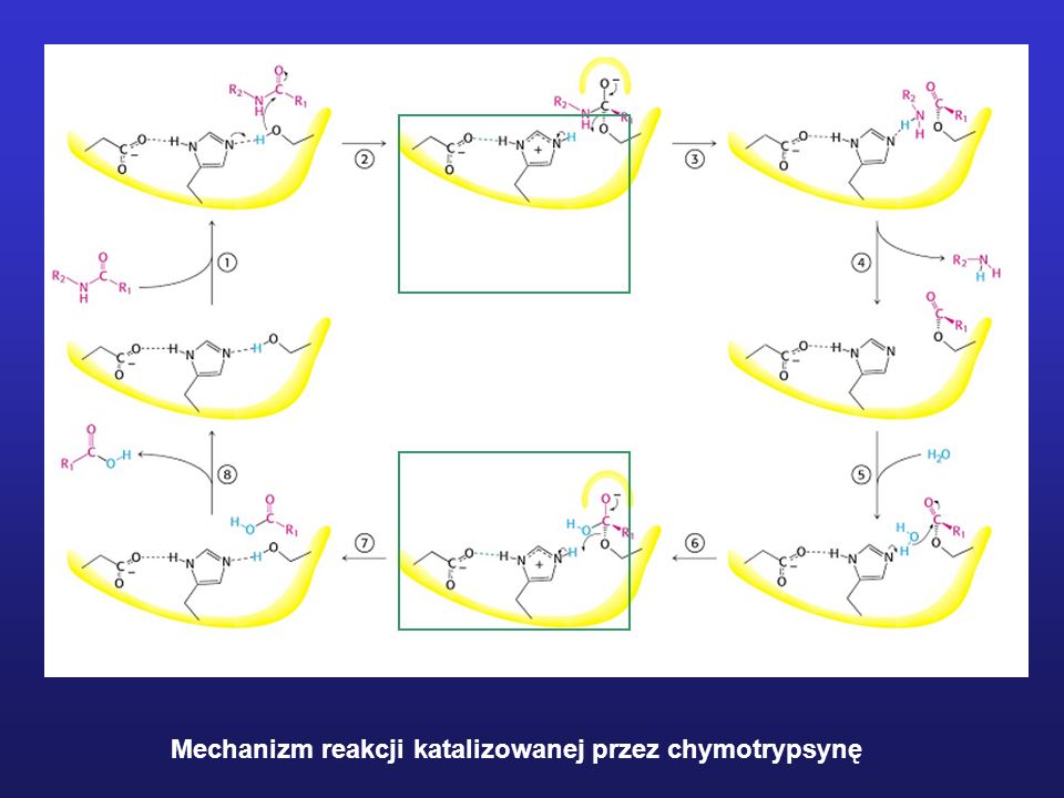 Mechanizm reakcji katalizowanej przez chymotrypsynę
