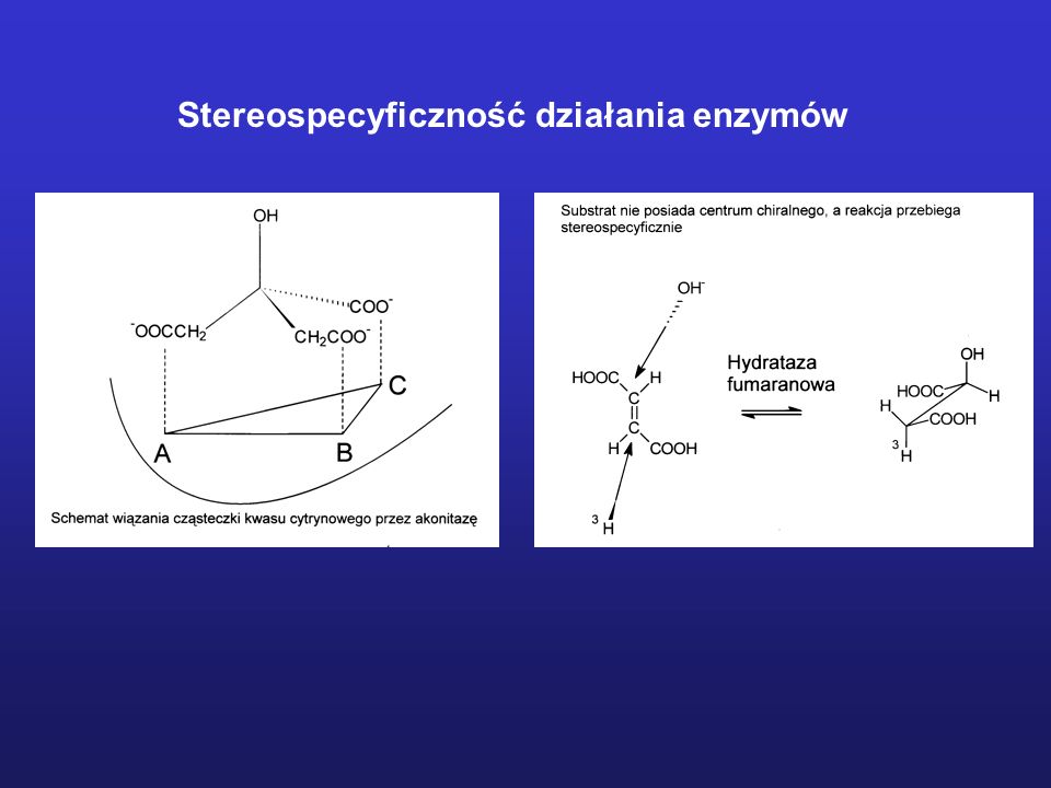 Stereospecyficzność działania enzymów