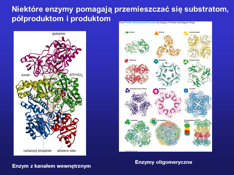 Niektóre enzymy pomagają przemieszczać się substratom,