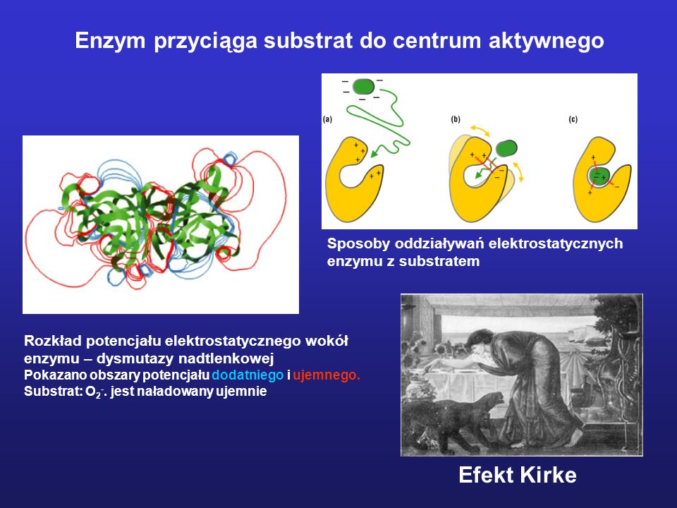 Enzym przyciąga substrat do centrum aktywnego