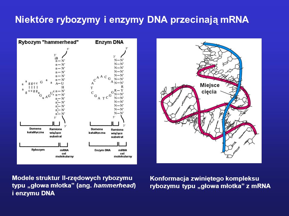 Niektóre rybozymy i enzymy DNA przecinają mRNA