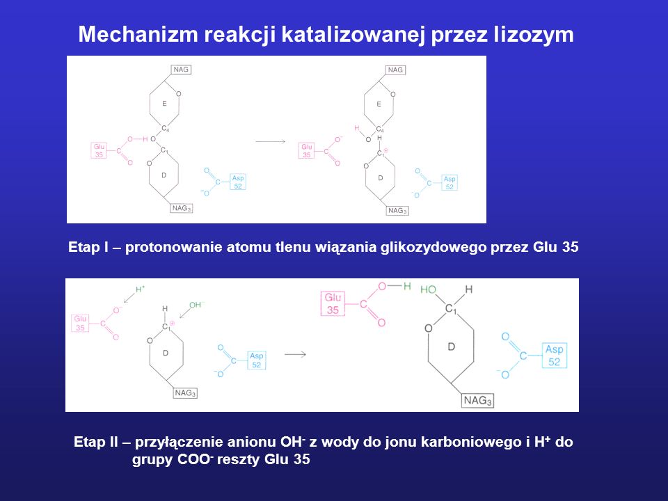 Mechanizm reakcji katalizowanej przez lizozym