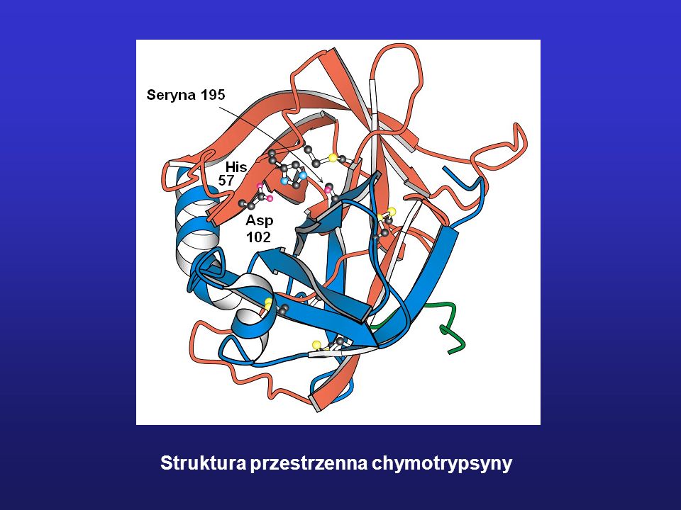 Struktura przestrzenna chymotrypsyny