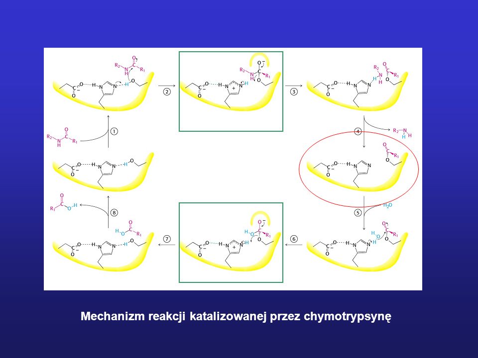 Mechanizm reakcji katalizowanej przez chymotrypsynę