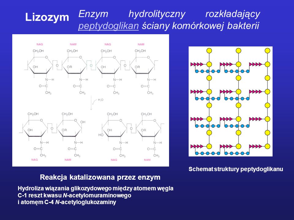Enzym hydrolityczny rozkładający peptydoglikan ściany komórkowej bakterii