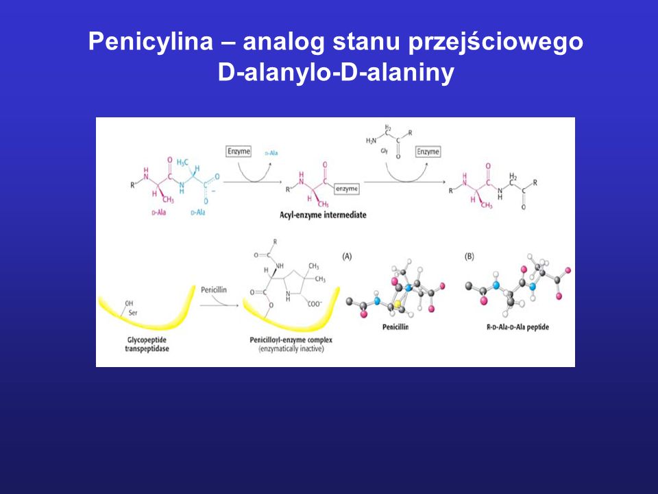Penicylina – analog stanu przejściowego