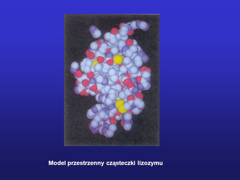 Model przestrzenny cząsteczki lizozymu