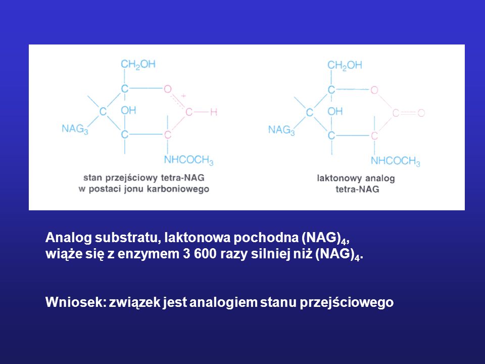 Analog substratu, laktonowa pochodna (NAG)4,