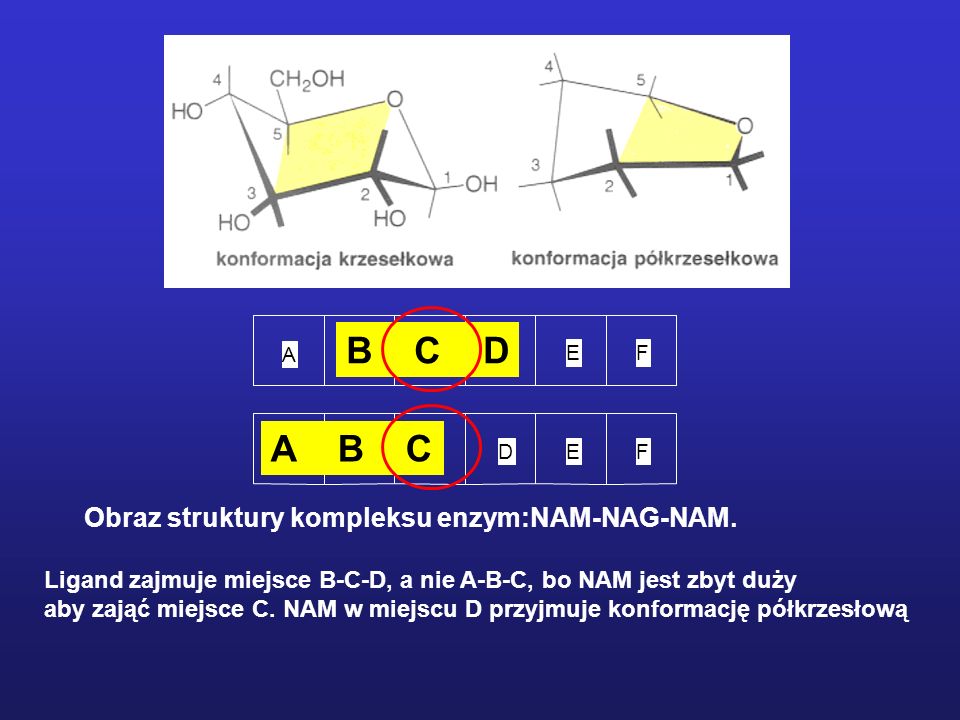 B C D A B C Obraz struktury kompleksu enzym:NAM-NAG-NAM.