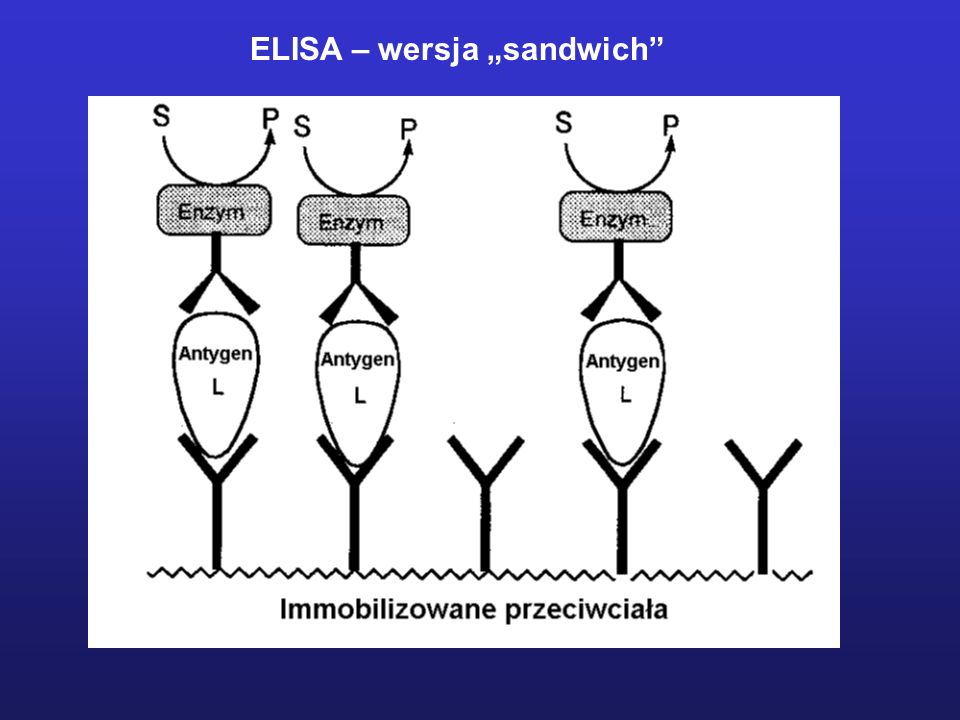 ELISA – wersja „sandwich