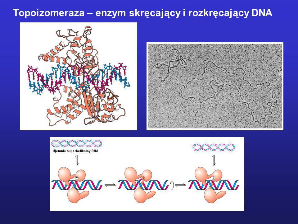 Topoizomeraza – enzym skręcający i rozkręcający DNA