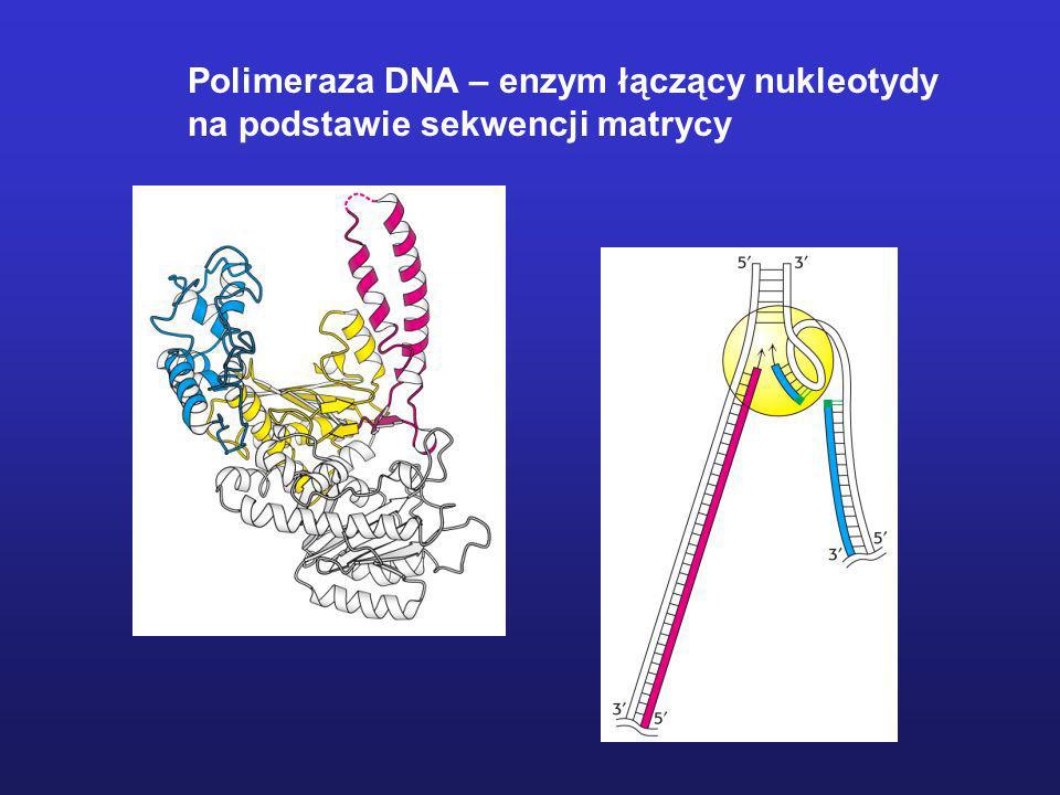 Polimeraza DNA – enzym łączący nukleotydy