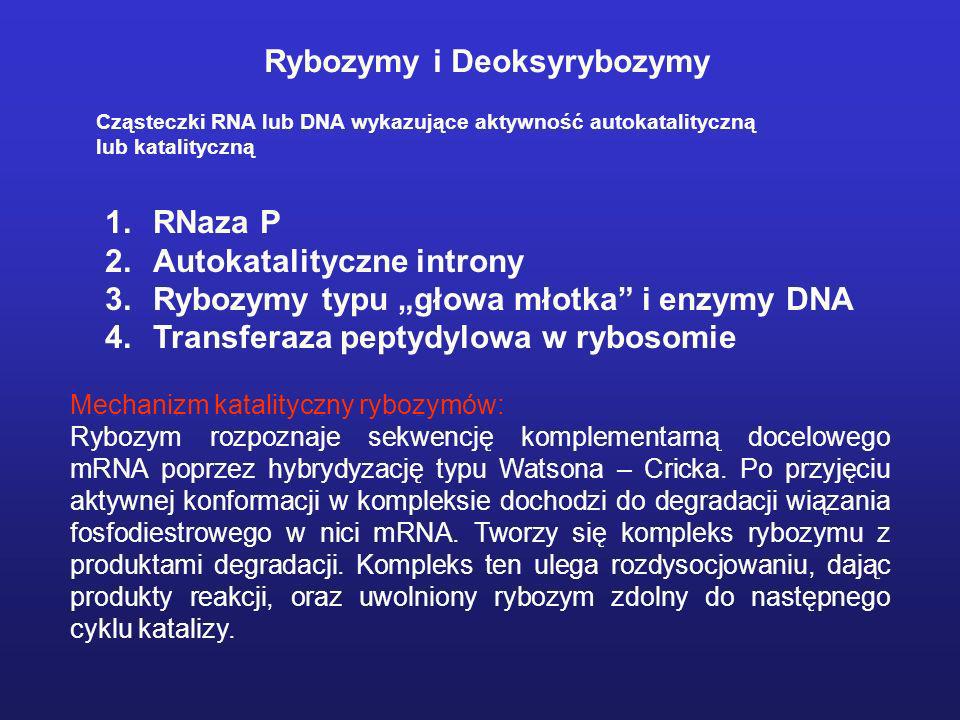 Rybozymy i Deoksyrybozymy