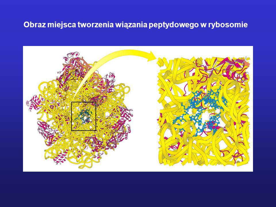 Obraz miejsca tworzenia wiązania peptydowego w rybosomie