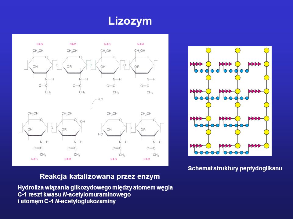 Lizozym Reakcja katalizowana przez enzym