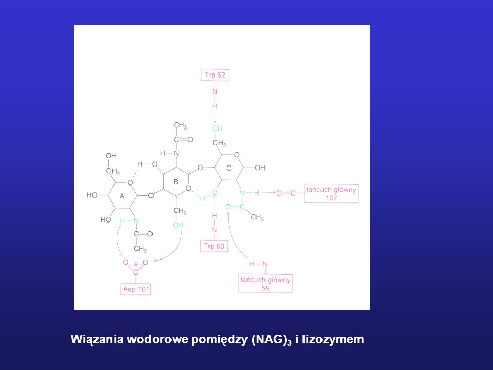 Wiązania wodorowe pomiędzy (NAG)3 i lizozymem