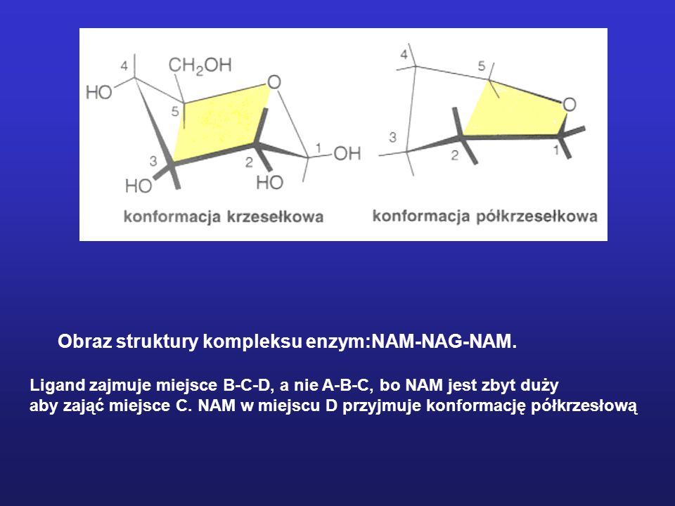 Obraz struktury kompleksu enzym:NAM-NAG-NAM.