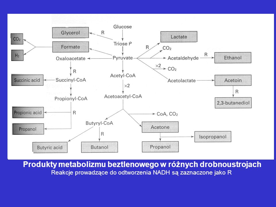 Produkty metabolizmu beztlenowego w różnych drobnoustrojach