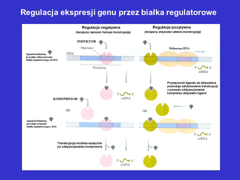 Regulacja ekspresji genu przez białka regulatorowe