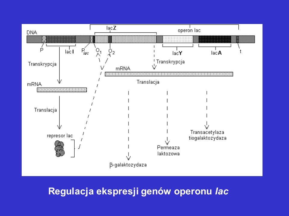 Regulacja ekspresji genów operonu lac