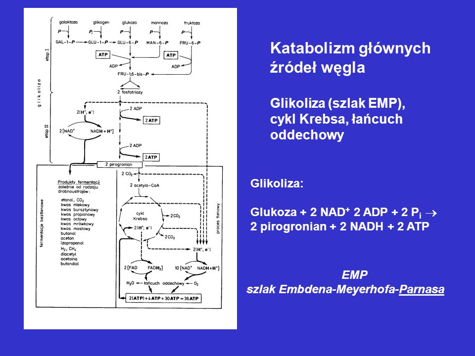 Katabolizm głównych źródeł węgla Glikoliza (szlak EMP),