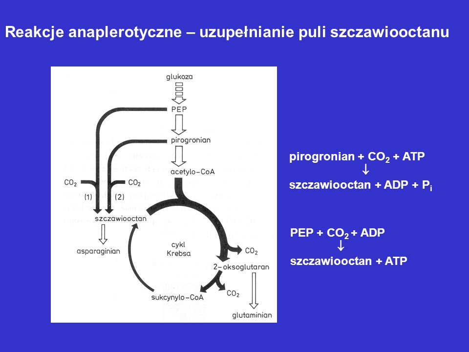 Reakcje anaplerotyczne – uzupełnianie puli szczawiooctanu