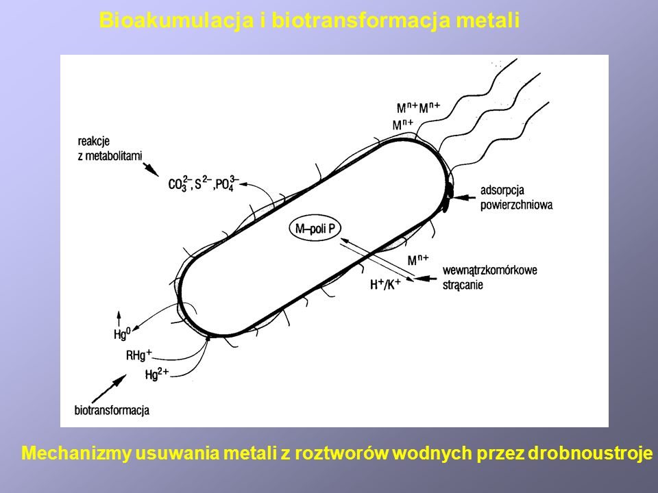 Bioakumulacja i biotransformacja metali