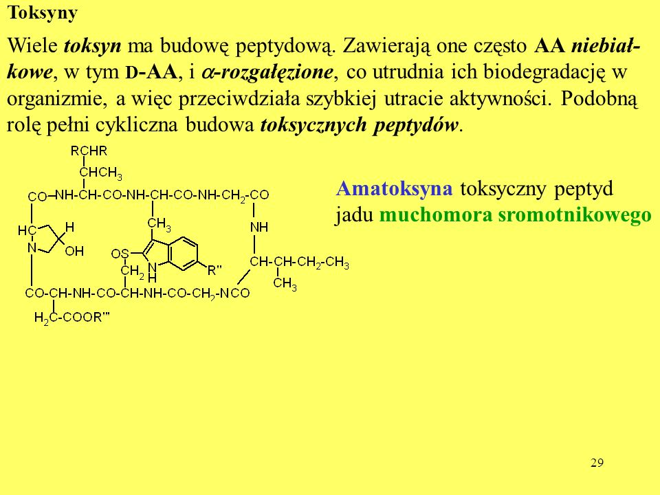 Amatoksyna toksyczny peptyd jadu muchomora sromotnikowego
