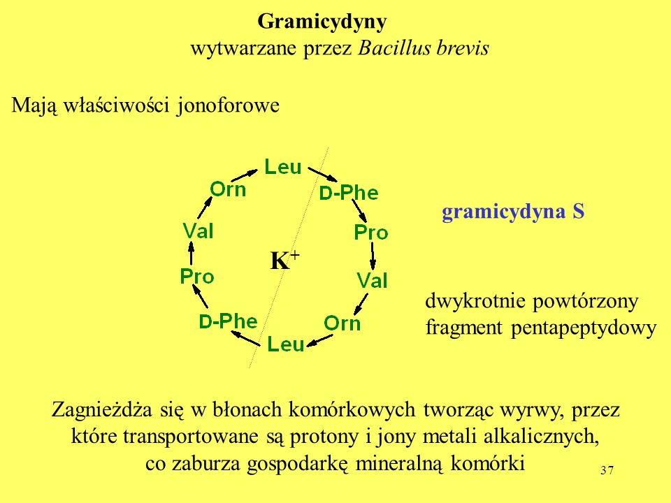 K+ Gramicydyny wytwarzane przez Bacillus brevis