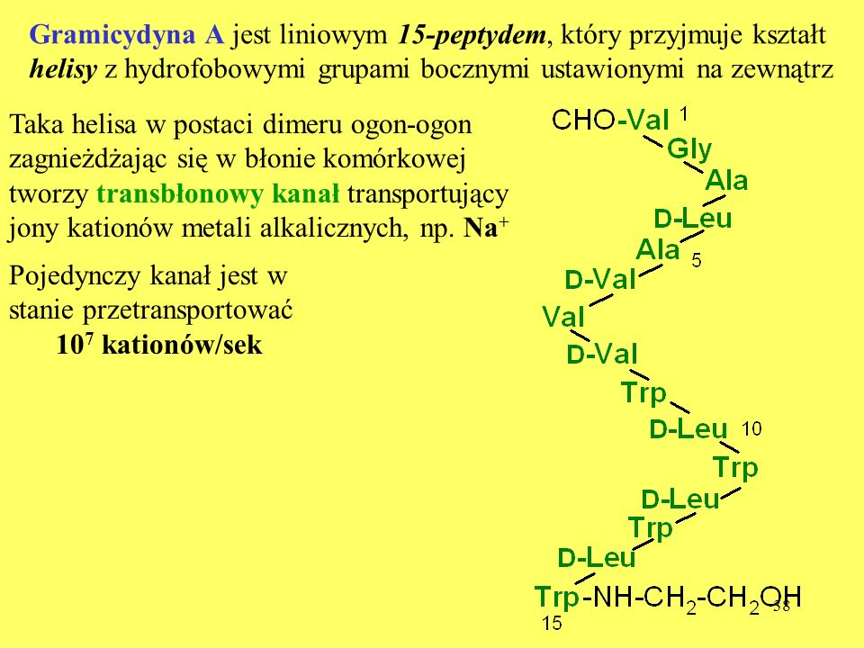 Gramicydyna A jest liniowym 15-peptydem, który przyjmuje kształt helisy z hydrofobowymi grupami bocznymi ustawionymi na zewnątrz