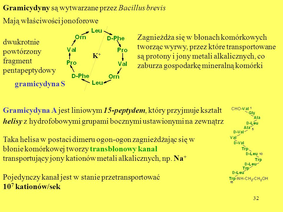 Gramicydyny są wytwarzane przez Bacillus brevis