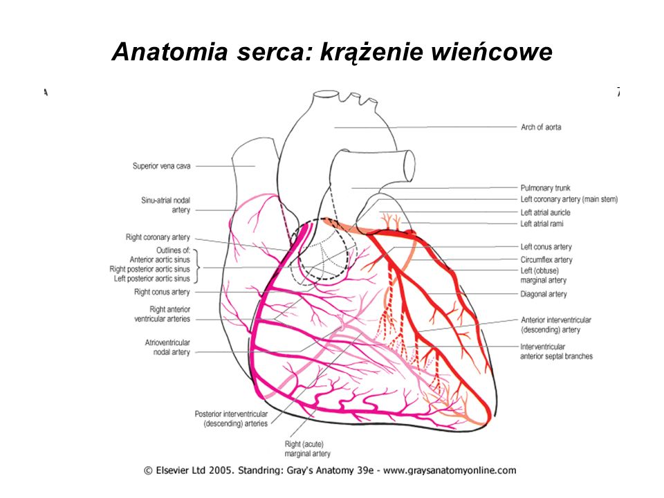 Anatomia serca: krążenie wieńcowe