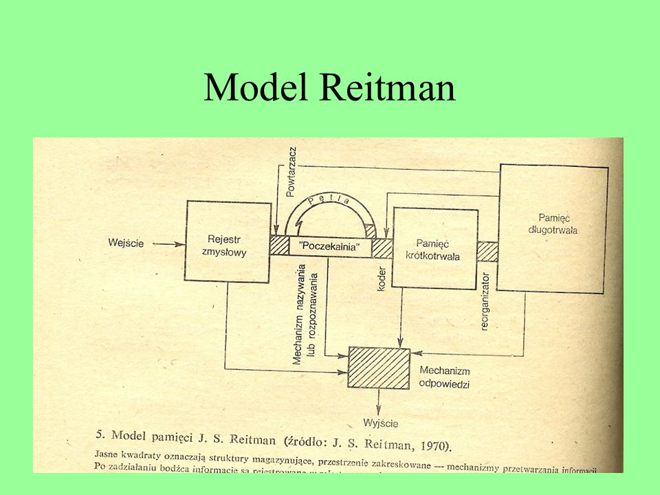Model Reitman