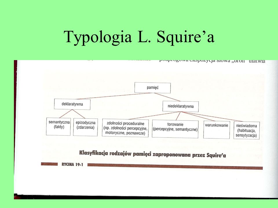 Typologia L. Squire’a