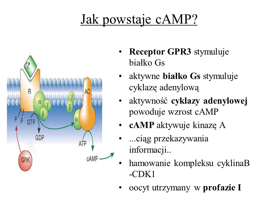 Jak powstaje cAMP Receptor GPR3 stymuluje białko Gs