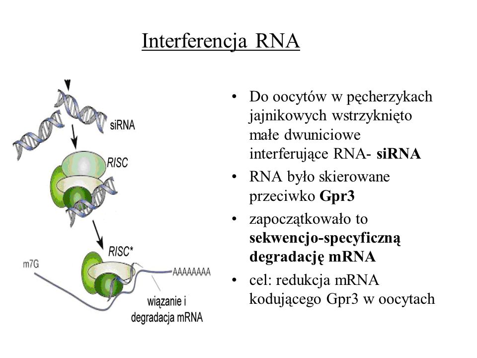 Interferencja RNA Do oocytów w pęcherzykach jajnikowych wstrzyknięto małe dwuniciowe interferujące RNA- siRNA.