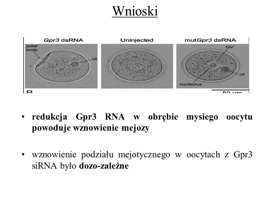 Wnioski redukcja Gpr3 RNA w obrębie mysiego oocytu powoduje wznowienie mejozy.