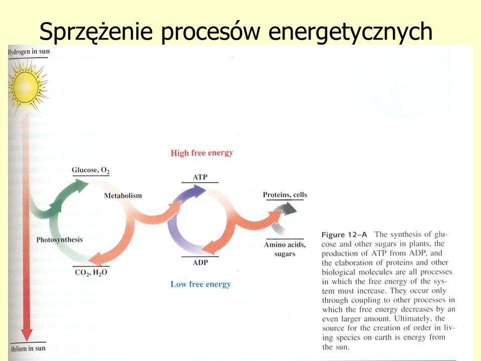 Sprzężenie procesów energetycznych