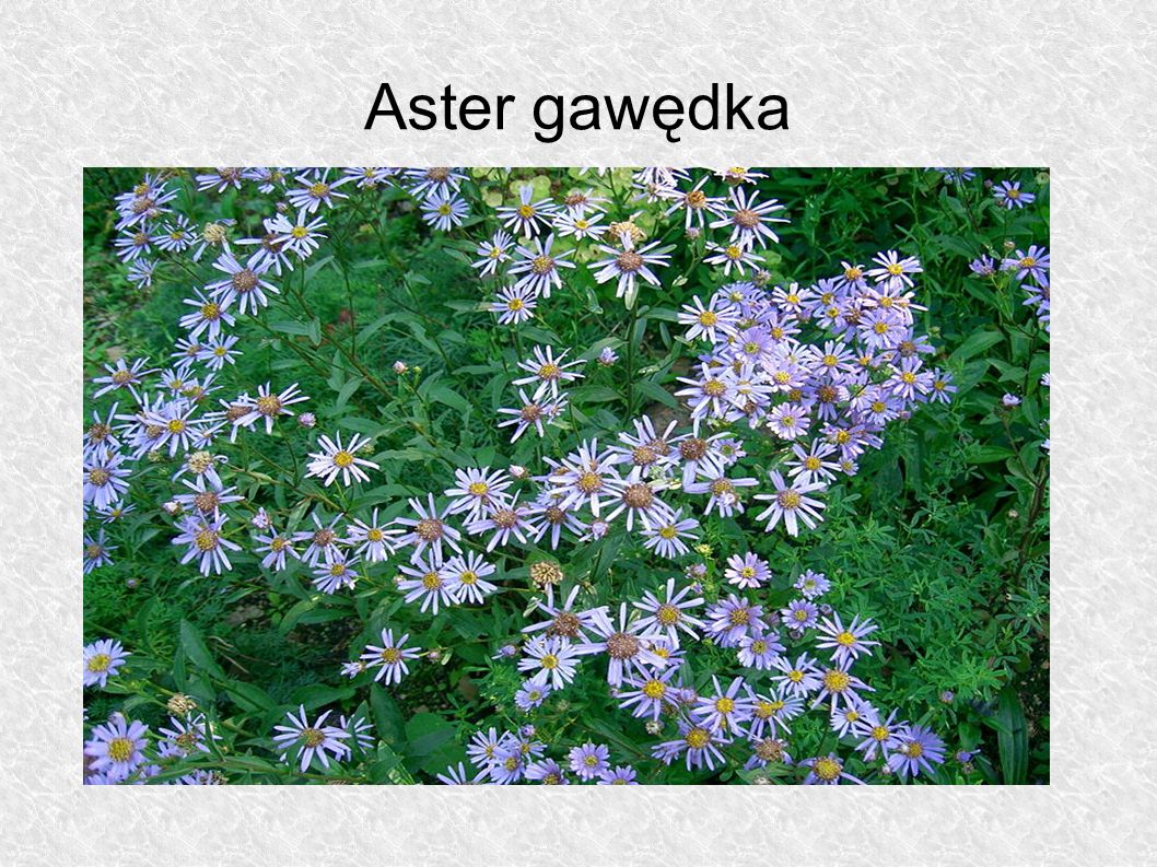 Aster gawędka